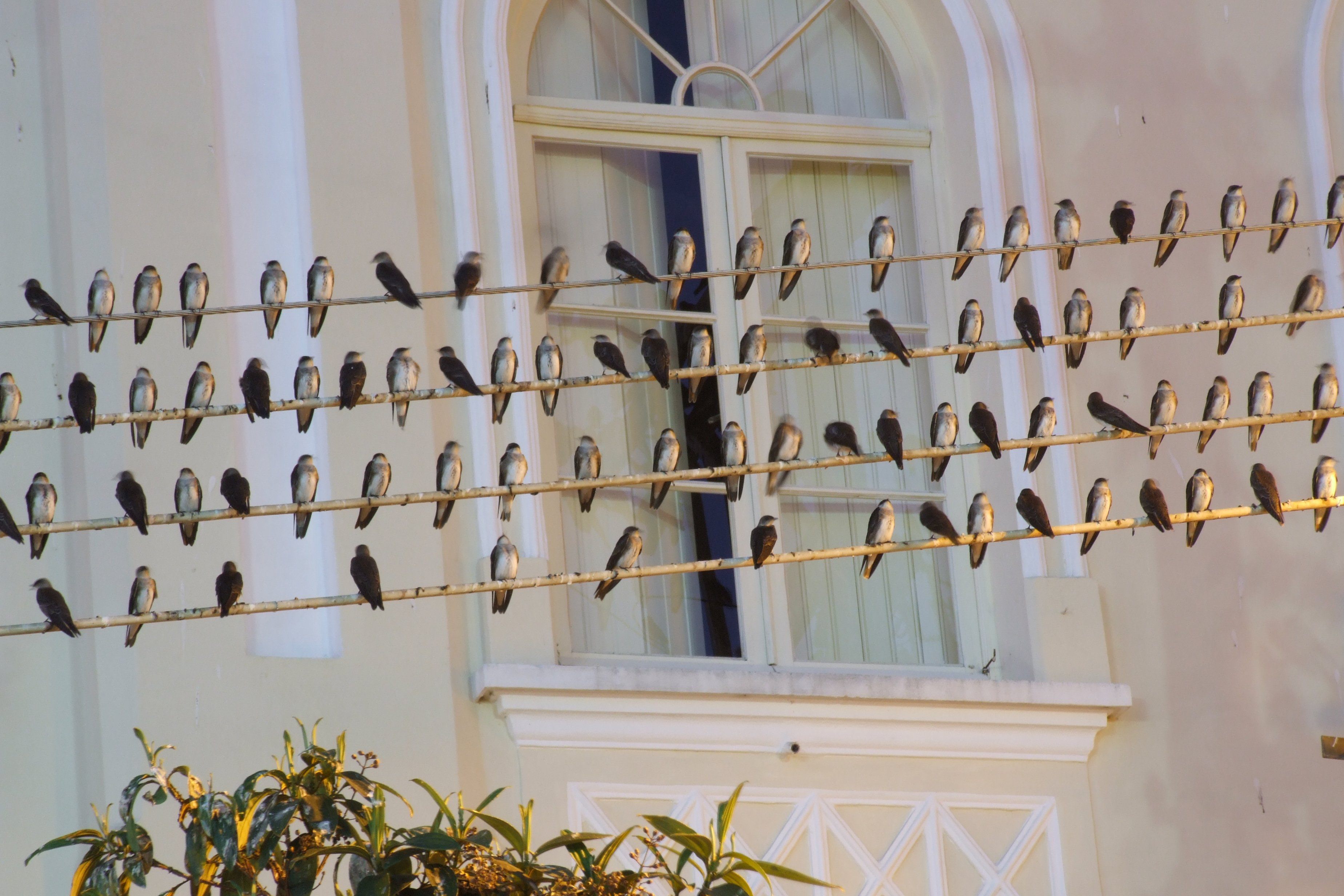 Viele Rauchschwalben auf Hochleitungen